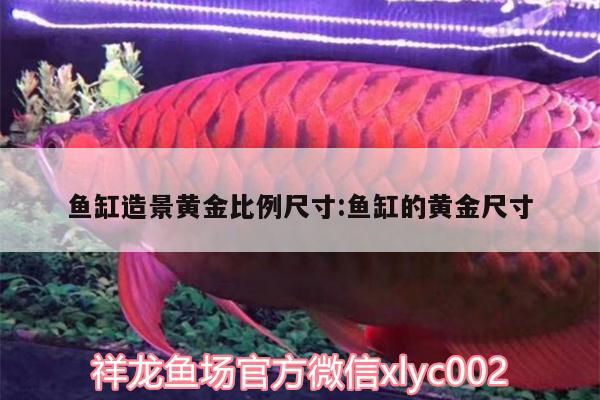 魚缸造景黃金比例尺寸:魚缸的黃金尺寸 雙線側(cè)魚