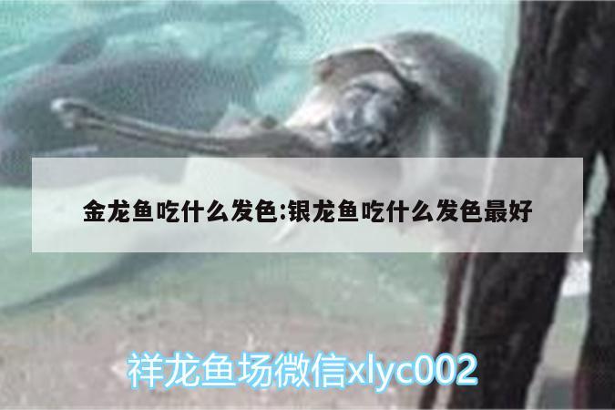 金龍魚(yú)吃什么發(fā)色:銀龍魚(yú)吃什么發(fā)色最好