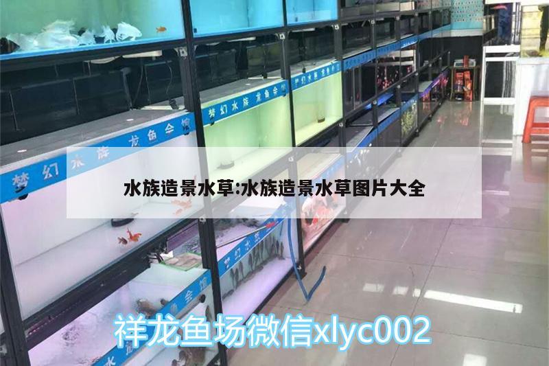 水族造景水草:水族造景水草圖片大全 水草