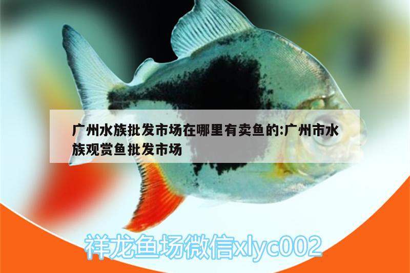 廣州水族批發(fā)市場(chǎng)在哪里有賣魚的:廣州市水族觀賞魚批發(fā)市場(chǎng) 觀賞魚批發(fā)