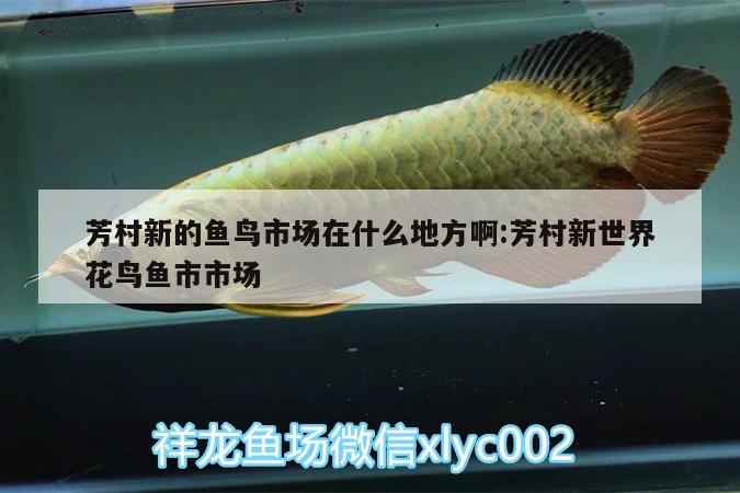 芳村新的魚鳥市場在什么地方啊:芳村新世界花鳥魚市市場