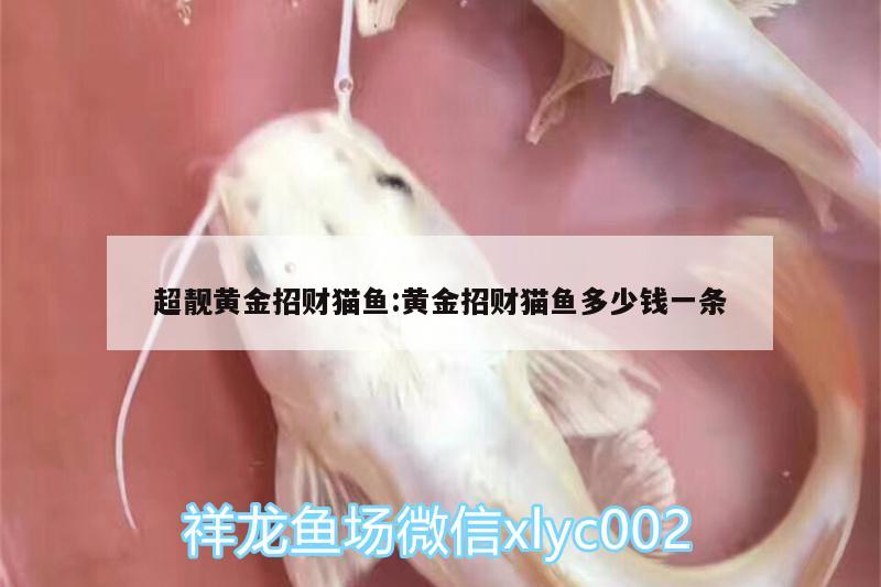 超靚黃金招財貓魚:黃金招財貓魚多少錢一條 黃金招財貓魚