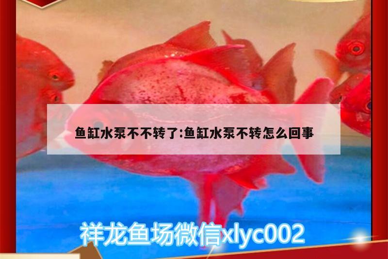 魚缸水泵不不轉(zhuǎn)了:魚缸水泵不轉(zhuǎn)怎么回事 魚缸水泵