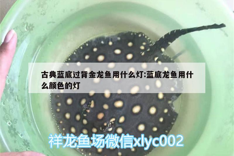 古典藍底過背金龍魚用什么燈:藍底龍魚用什么顏色的燈 過背金龍魚