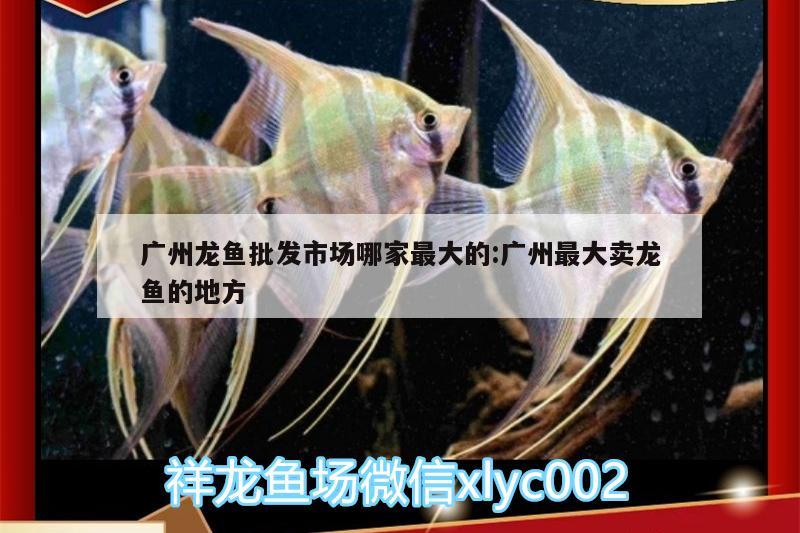 廣州龍魚批發(fā)市場哪家最大的:廣州最大賣龍魚的地方 龍魚批發(fā)