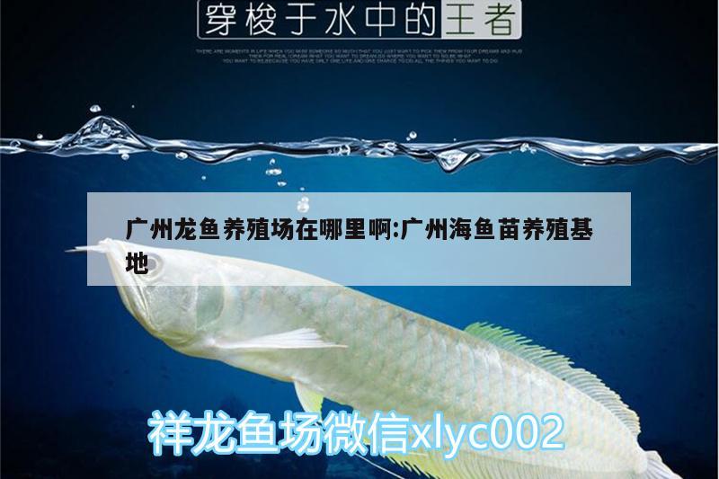 廣州龍魚養(yǎng)殖場在哪里啊:廣州海魚苗養(yǎng)殖基地