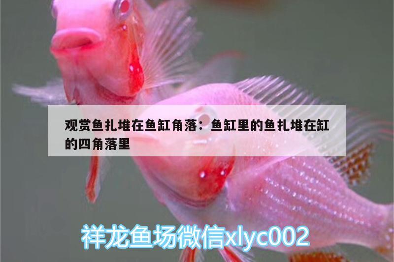 觀賞魚扎堆在魚缸角落:魚缸里的魚扎堆在缸的四角落里 除藻劑