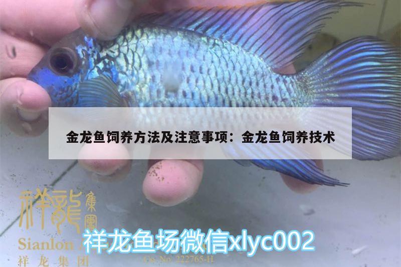 金龍魚飼養(yǎng)方法及注意事項(xiàng):金龍魚飼養(yǎng)技術(shù)