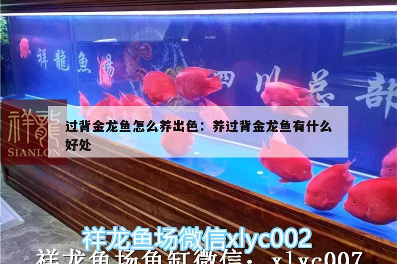 過(guò)背金龍魚(yú)怎么養(yǎng)出色:養(yǎng)過(guò)背金龍魚(yú)有什么好處