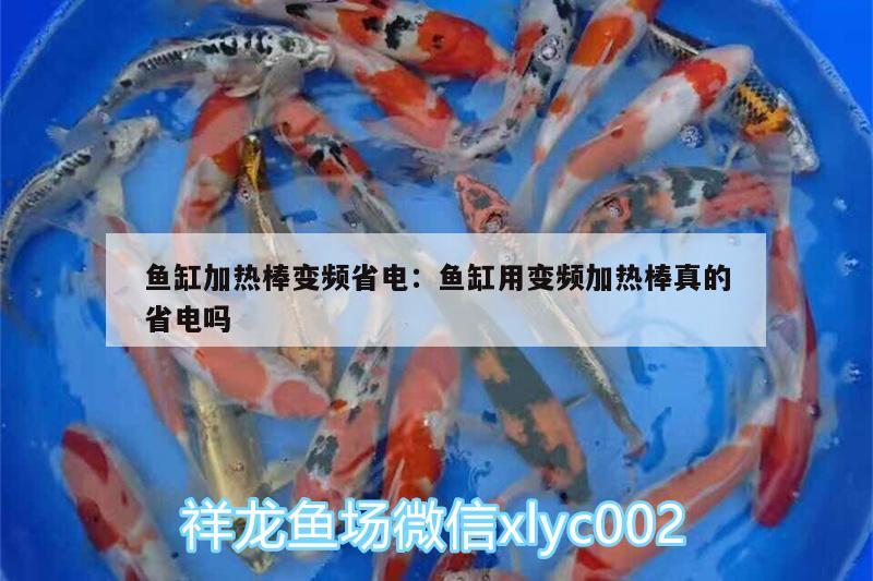 魚缸加熱棒變頻省電:魚缸用變頻加熱棒真的省電嗎