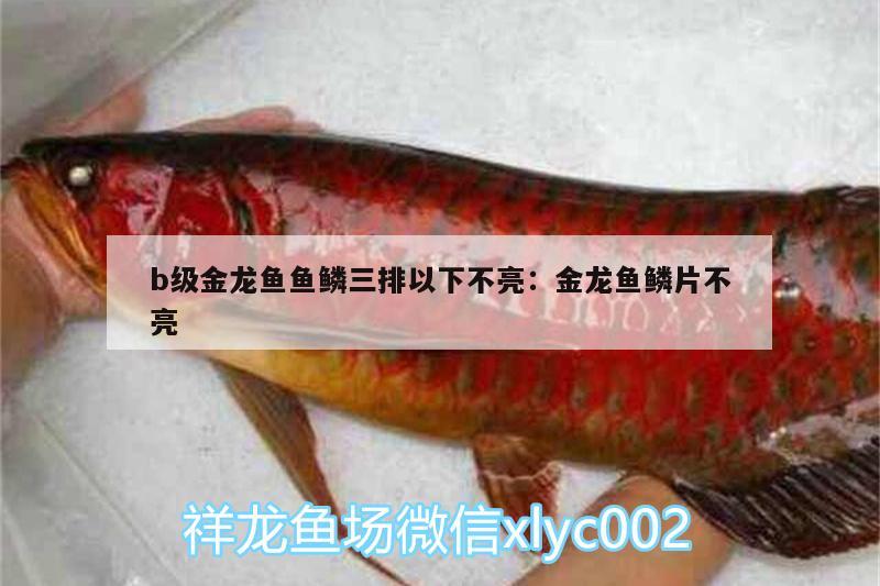 b級(jí)金龍魚(yú)魚(yú)鱗三排以下不亮:金龍魚(yú)鱗片不亮 巴西亞魚(yú)苗 第2張