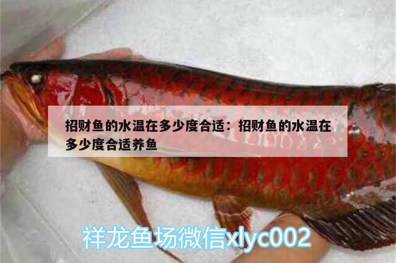 招財魚的水溫在多少度合適:招財魚的水溫在多少度合適養(yǎng)魚 魚糧魚藥