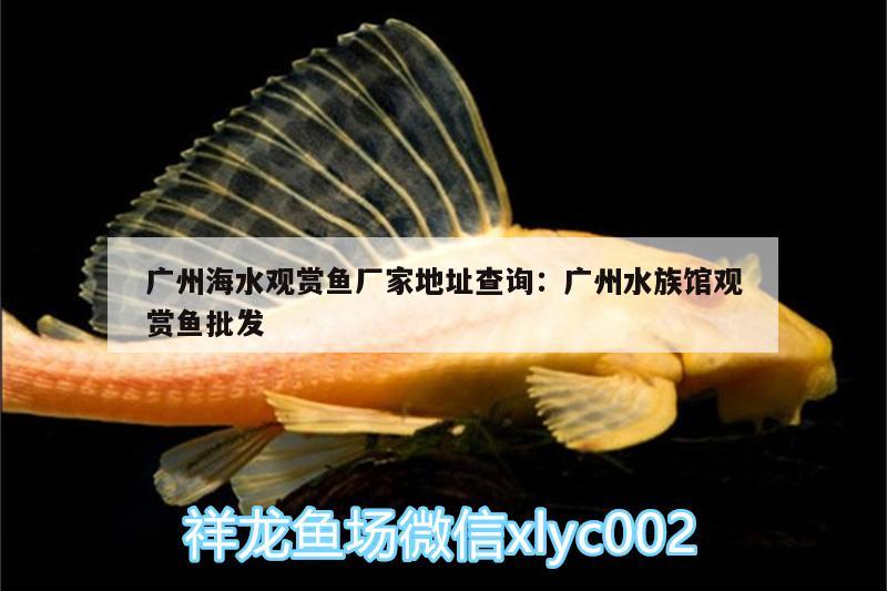 廣州海水觀賞魚(yú)廠家地址查詢:廣州水族館觀賞魚(yú)批發(fā) 觀賞魚(yú)批發(fā)