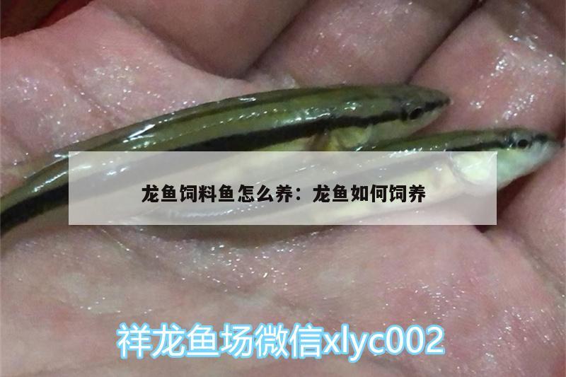 龍魚飼料魚怎么養(yǎng):龍魚如何飼養(yǎng)