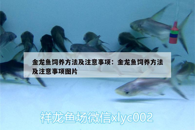 金龍魚(yú)飼養(yǎng)方法及注意事項(xiàng):金龍魚(yú)飼養(yǎng)方法及注意事項(xiàng)圖片 夢(mèng)幻雷龍魚(yú)