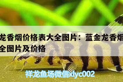 藍金龍香煙價格表大全圖片:藍金龍香煙價格表大全圖片及價格 廣州水族器材濾材批發(fā)市場