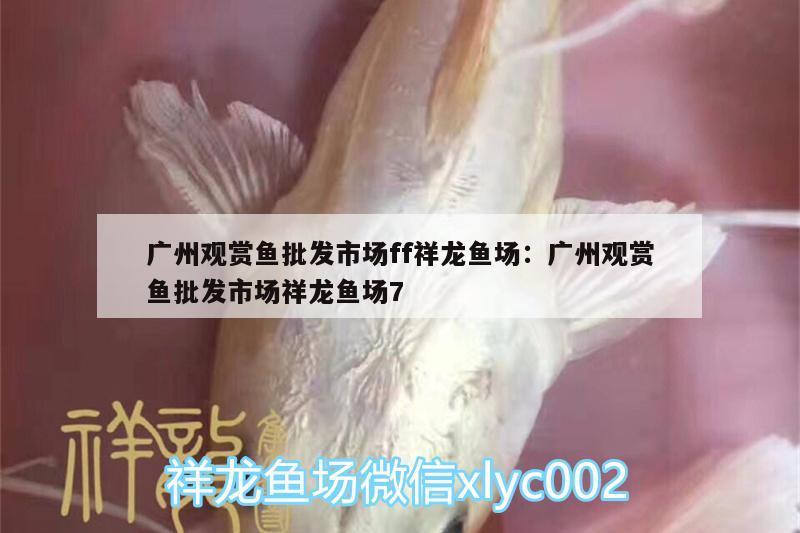 廣州觀賞魚批發(fā)市場(chǎng)ff祥龍魚場(chǎng):廣州觀賞魚批發(fā)市場(chǎng)祥龍魚場(chǎng)7