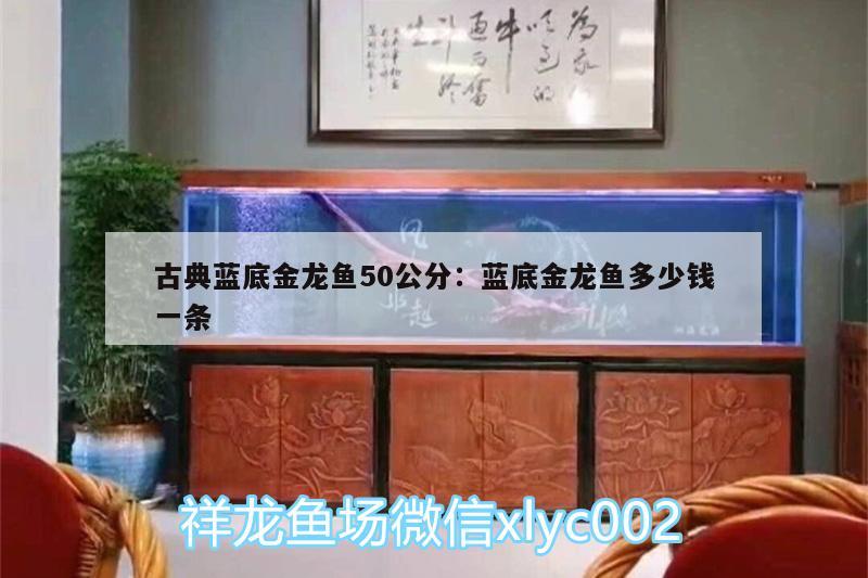 古典藍底金龍魚50公分:藍底金龍魚多少錢一條 申古銀版魚