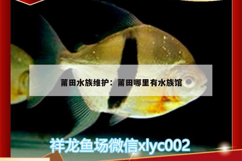 莆田水族維護(hù):莆田哪里有水族館 小型觀賞魚