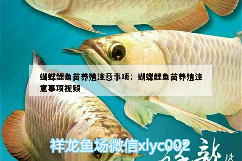 蝴蝶鯉魚苗養(yǎng)殖注意事項(xiàng):蝴蝶鯉魚苗養(yǎng)殖注意事項(xiàng)視頻