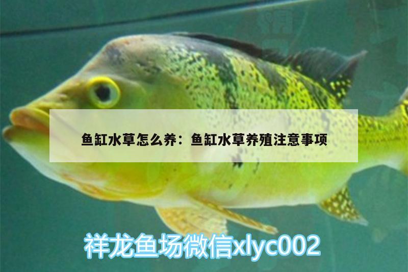 魚缸水草怎么養(yǎng):魚缸水草養(yǎng)殖注意事項