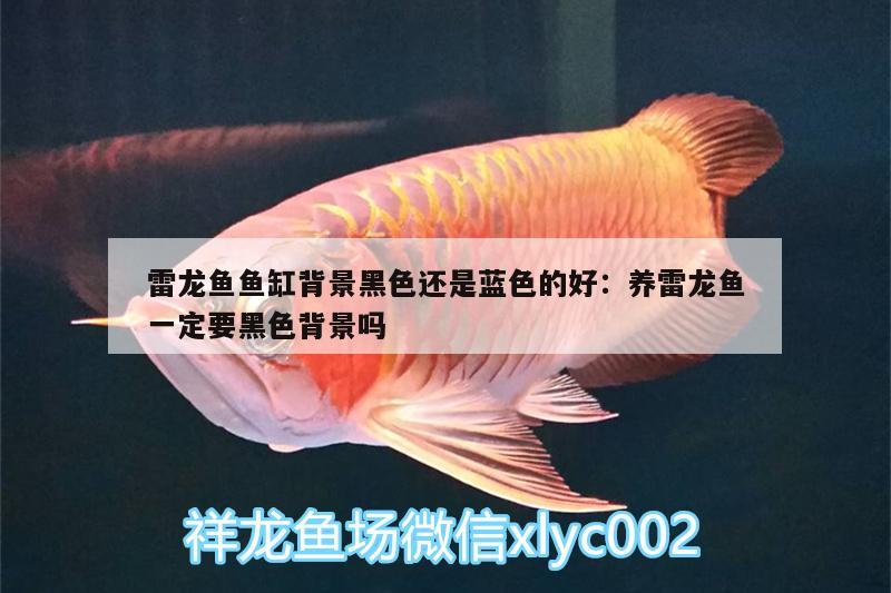 雷龍魚魚缸背景黑色還是藍色的好:養(yǎng)雷龍魚一定要黑色背景嗎 飛鳳魚苗