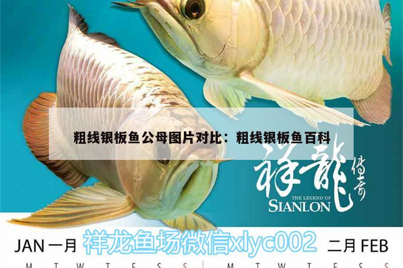 粗線(xiàn)銀板魚(yú)公母圖片對(duì)比:粗線(xiàn)銀板魚(yú)百科 和尚魚(yú)