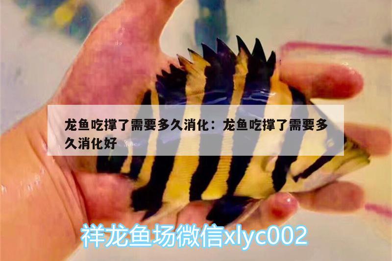 龍魚吃撐了需要多久消化:龍魚吃撐了需要多久消化好 充氧泵