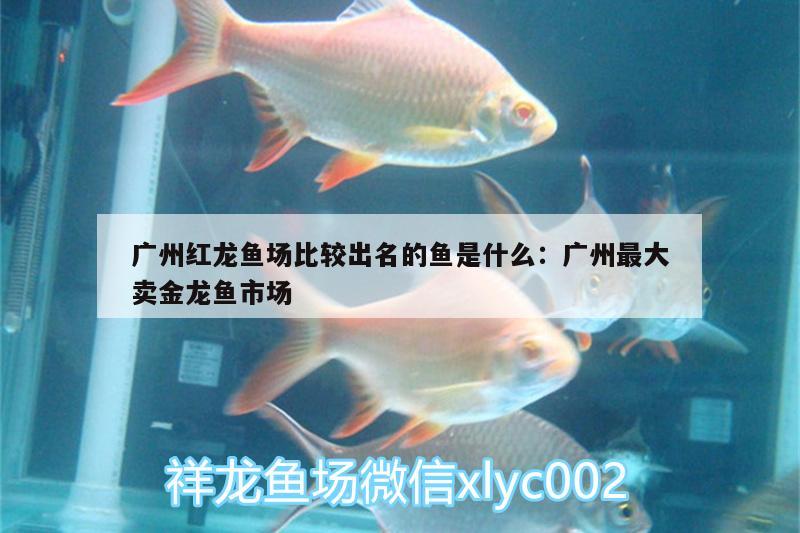 廣州紅龍魚場比較出名的魚是什么:廣州最大賣金龍魚市場 照明器材