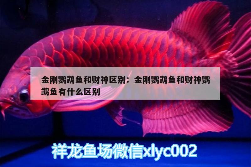 金剛鸚鵡魚和財神區(qū)別:金剛鸚鵡魚和財神鸚鵡魚有什么區(qū)別 鸚鵡魚