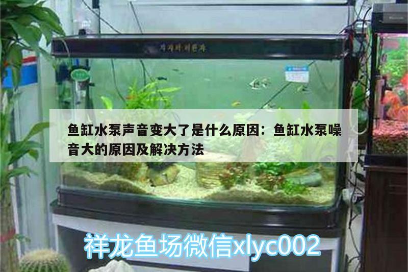 魚缸水泵聲音變大了是什么原因:魚缸水泵噪音大的原因及解決方法 魚缸水泵