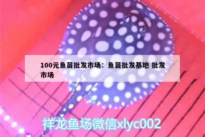 100元魚苗批發(fā)市場(chǎng):魚苗批發(fā)基地批發(fā)市場(chǎng) 高背金龍魚