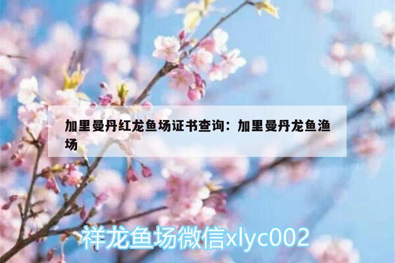 加里曼丹紅龍魚場證書查詢:加里曼丹龍魚漁場