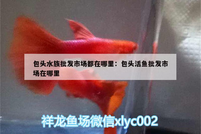 包頭水族批發(fā)市場都在哪里:包頭活魚批發(fā)市場在哪里 觀賞魚水族批發(fā)市場