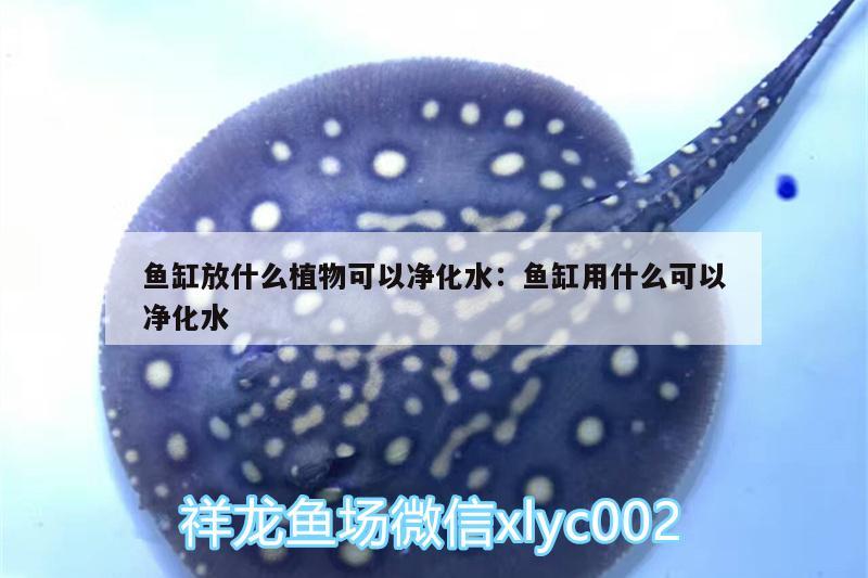 魚缸放什么植物可以凈化水:魚缸用什么可以凈化水 泰國雪鯽魚