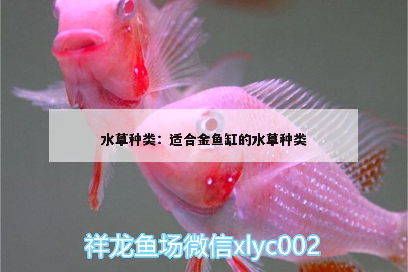 水草種類:適合金魚缸的水草種類