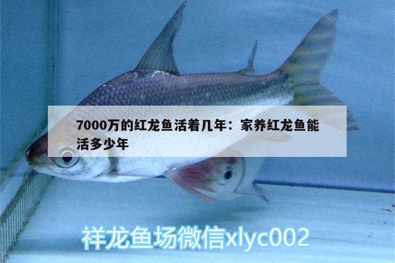 7000萬(wàn)的紅龍魚活著幾年:家養(yǎng)紅龍魚能活多少年 養(yǎng)魚的好處