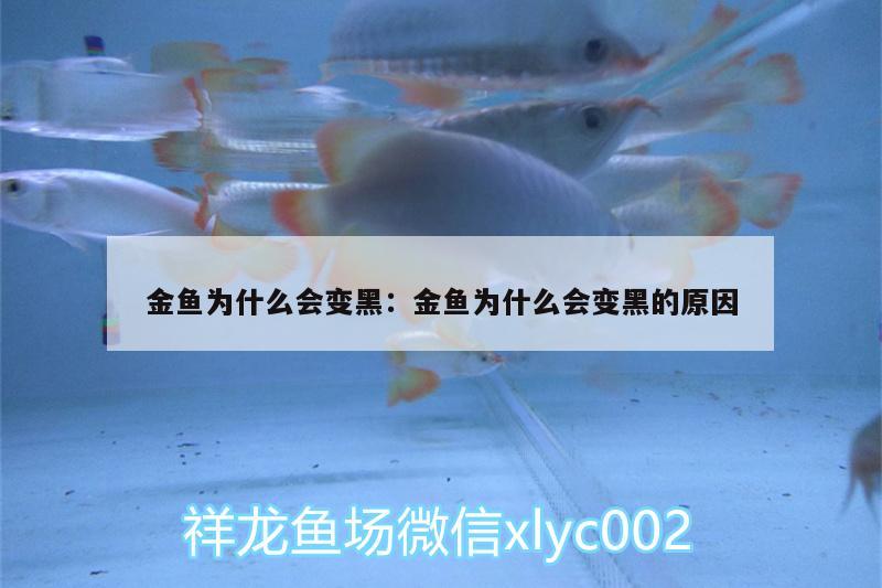 金魚為什么會(huì)變黑:金魚為什么會(huì)變黑的原因 粗線銀版魚