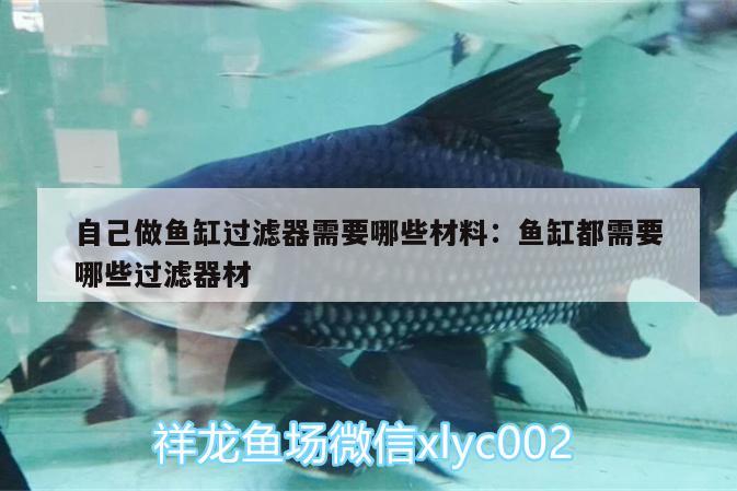 自己做魚缸過濾器需要哪些材料:魚缸都需要哪些過濾器材 印尼虎苗