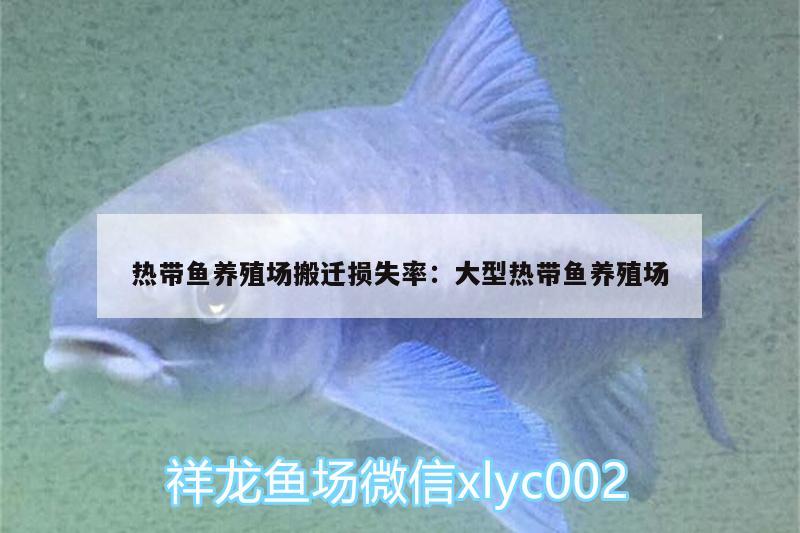 熱帶魚(yú)養(yǎng)殖場(chǎng)搬遷損失率:大型熱帶魚(yú)養(yǎng)殖場(chǎng) 熊貓異形魚(yú)L46