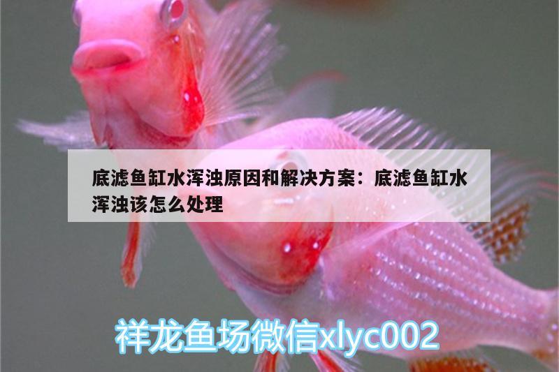 底濾魚缸水渾濁原因和解決方案:底濾魚缸水渾濁該怎么處理