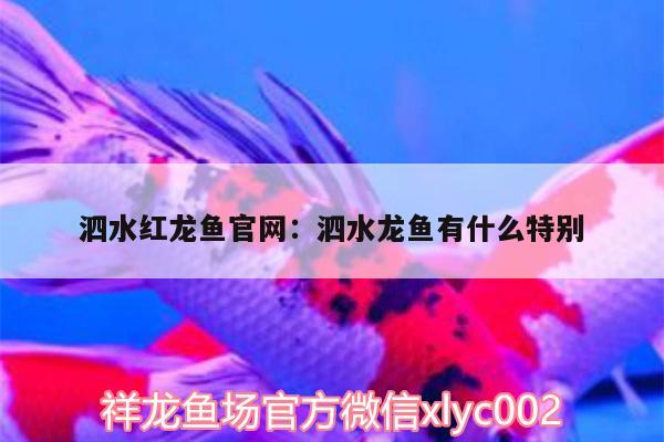 泗水紅龍魚官網(wǎng):泗水龍魚有什么特別 泗水龍魚