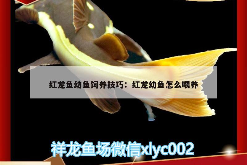 紅龍魚幼魚飼養(yǎng)技巧:紅龍幼魚怎么喂養(yǎng) 金老虎魚