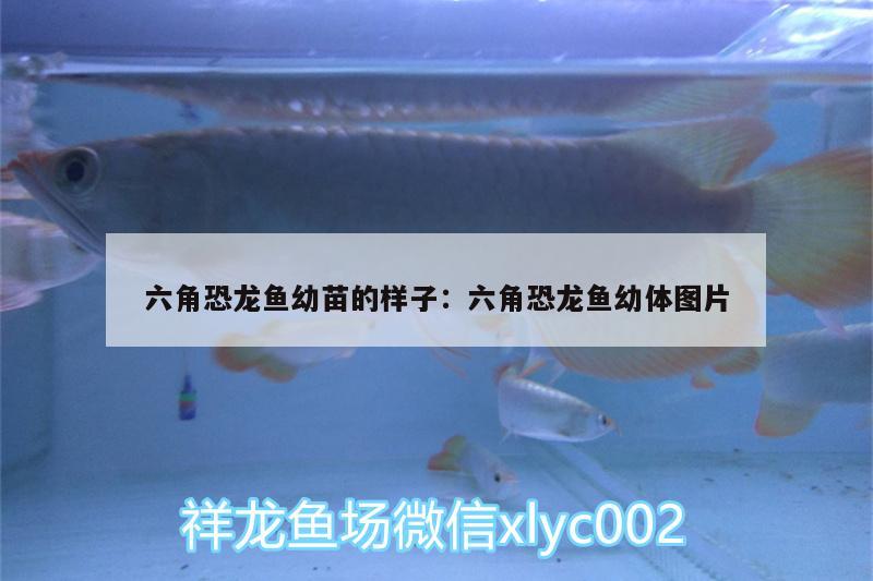 六角恐龍魚幼苗的樣子:六角恐龍魚幼體圖片 胭脂孔雀龍魚