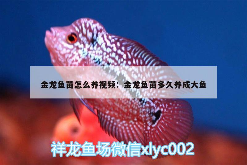 金龍魚苗怎么養(yǎng)視頻:金龍魚苗多久養(yǎng)成大魚