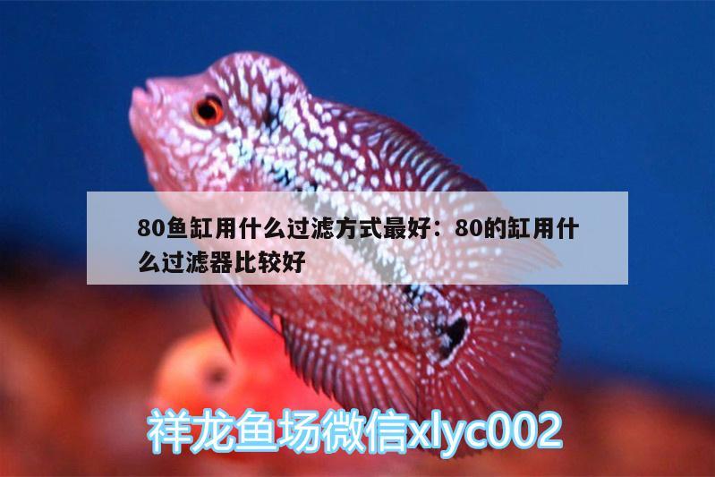 80魚(yú)缸用什么過(guò)濾方式最好:80的缸用什么過(guò)濾器比較好 福滿鉆魚(yú) 第2張