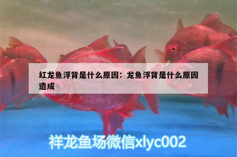 紅龍魚(yú)浮背是什么原因:龍魚(yú)浮背是什么原因造成 七紋巨鯉魚(yú)