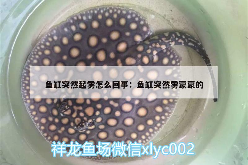 魚缸突然起霧怎么回事:魚缸突然霧蒙蒙的 大湖紅龍魚 第2張