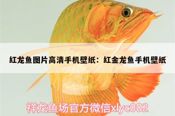 紅龍魚(yú)圖片高清手機(jī)壁紙:紅金龍魚(yú)手機(jī)壁紙 虎紋銀版魚(yú)