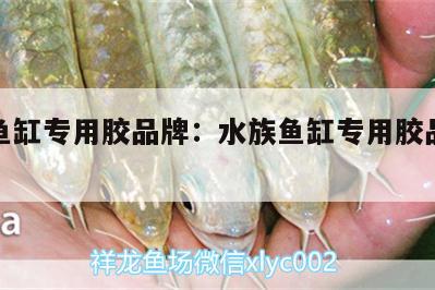 水族魚缸專用膠品牌:水族魚缸專用膠品牌排行榜 細(xì)線銀板魚苗